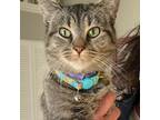 Adopt B.B. a Domestic Shorthair / Mixed (short coat) cat in Fayetteville