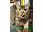 Adopt Simon Floyd a Domestic Shorthair / Mixed (short coat) cat in Rome