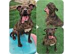 Adopt Tork a Dutch Shepherd / Mixed Breed (Medium) / Mixed dog in Warren