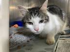 Adopt Tori a White Domestic Shorthair / Mixed Breed (Medium) / Mixed (short