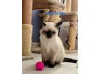 Adopt NightWing a Siamese / Mixed (short coat) cat in New Braunfels