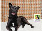 Adopt Roman a Black Labrador Retriever / Pit Bull Terrier / Mixed dog in Salt