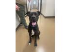 Adopt Cash a American Pit Bull Terrier / Mixed dog in Springfield, TN (41253688)