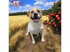 Adopt Skye a Staffordshire Bull Terrier / Mixed dog in Springfield