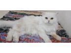 Adopt Rosa a White Persian / Mixed (long coat) cat in Manchester, NH (41253681)