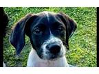 Adopt Austin a White Pointer / Labrador Retriever / Mixed dog in Tampa