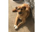 Adopt Rusty a Anatolian Shepherd / Great Pyrenees dog in Oakwood, TX (41179253)