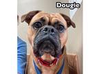 Adopt Dougie a Pug / Boxer dog in Catoosa, OK (38899339)