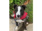 Adopt Ellie aka Ella a Brindle - with White Labrador Retriever / Plott Hound dog