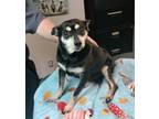 Adopt Lenny a Black - with Tan, Yellow or Fawn Miniature Pinscher / Mixed dog in