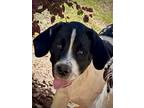 Adopt FABIO a White - with Black Labrador Retriever dog in Thompson