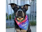 Adopt Smorez a Australian Shepherd / Shepherd (Unknown Type) / Mixed dog in