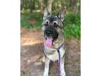 Adopt Otra a Brown/Chocolate - with Black Akita / Mixed dog in Youngsville