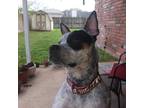 Adopt Rylee a Gray/Blue/Silver/Salt & Pepper Blue Heeler / Mixed dog in Kuna