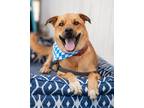 Adopt Bobby a Black Mouth Cur / Labrador Retriever / Mixed dog in Vallejo