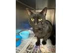 Adopt Benton a All Black Domestic Shorthair / Mixed Breed (Medium) / Mixed