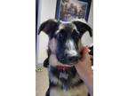 Adopt Raya a Tan/Yellow/Fawn - with Black German Shepherd Dog / Australian