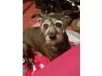 Adopt Merlin a Black - with White Boston Terrier / Mutt / Mixed dog in Beech