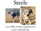 Adopt Steele a Australian Shepherd / Catahoula Leopard Dog / Mixed dog in