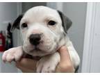 Adopt TOADETTE a White - with Black Staffordshire Bull Terrier / Pit Bull