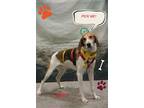 Adopt Ben a Tricolor (Tan/Brown & Black & White) Treeing Walker Coonhound /