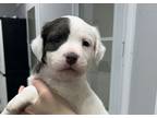 Adopt LOUIGI a White - with Black Staffordshire Bull Terrier / Chow Chow / Mixed
