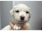 Adopt MARIO a White - with Black Staffordshire Bull Terrier / Chow Chow / Mixed