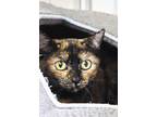 Adopt Bee a Domestic Shorthair / Mixed cat in Indiana, PA (41241516)
