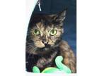 Adopt Orchid a Domestic Shorthair / Mixed cat in Indiana, PA (41241515)