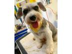 Adopt Snickers a Gray/Blue/Silver/Salt & Pepper Miniature Schnauzer / Mixed dog