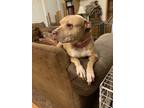 Adopt Stormy a Tan/Yellow/Fawn - with White American Staffordshire Terrier /
