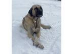 Adopt Ferah a Tan/Yellow/Fawn - with Black Anatolian Shepherd / Mixed dog in