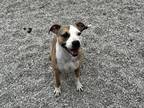 Adopt Brie a Brindle American Pit Bull Terrier / Mixed Breed (Medium) / Mixed