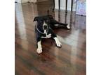 Adopt Myli a Black - with White American Pit Bull Terrier / Mixed dog in
