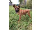 Adopt Fernando a Tan/Yellow/Fawn Rhodesian Ridgeback / Mixed Breed (Medium) /