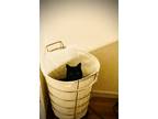 Adopt Nina a All Black Domestic Mediumhair / Mixed (medium coat) cat in