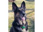 Adopt Rio a Black - with Tan, Yellow or Fawn German Shepherd Dog / Mixed dog in