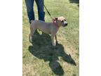 Adopt Lizzy a Tan/Yellow/Fawn - with White American Pit Bull Terrier / Mixed dog