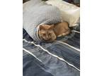 Adopt Squeeky a Orange or Red Tabby Domestic Shorthair / Mixed (short coat) cat