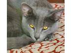 Adopt Duncan a Gray or Blue (Mostly) Russian Blue (short coat) cat in Argyle