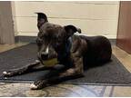 Adopt Mindy a Brindle Staffordshire Bull Terrier / Mixed dog in Grass Valley