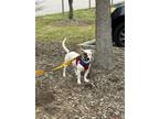 Adopt Jax a White Jack Russell Terrier / Mixed dog in Wake Forest, NC (41252843)