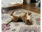 Adopt Scooby a Brown/Chocolate - with Black German Shepherd Dog / Mixed dog in