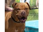 Adopt Gigi a Brown/Chocolate - with Tan French Mastiff / Mixed dog in Grass