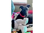 Adopt Guinness a Black Greyhound / Mixed dog in Kansas City, MO (41252576)