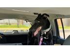 Adopt Becky a Black Greyhound / Mixed dog in Kansas City, MO (41252712)