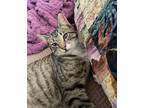 Adopt Bugs a Brown Tabby Tabby (short coat) cat in Eureka, CA (41252667)