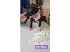 Adopt Brenda a Black - with White Border Collie / American Staffordshire Terrier