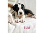 Adopt SUKI a Tricolor (Tan/Brown & Black & White) Labrador Retriever / Pit Bull