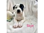Adopt SKYE a White - with Black Labrador Retriever / Pit Bull Terrier / Mixed